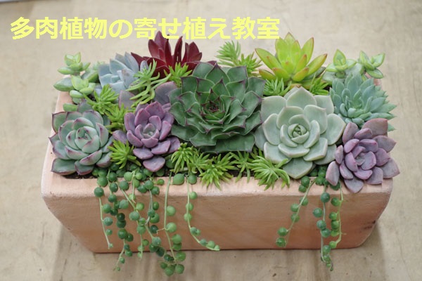 可愛い宝石箱みたいな多肉植物の寄せ植え教室 リビングサーラ Kurasu Design